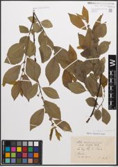 Foto von Salix caprea L. x Salix nigricans Sm.